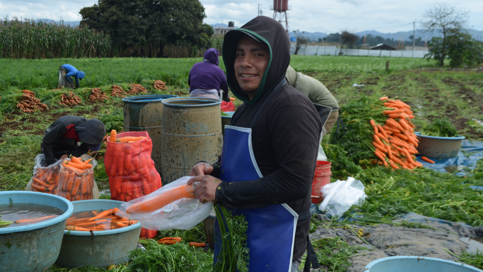 Aplicación de Fertiorganico en campo