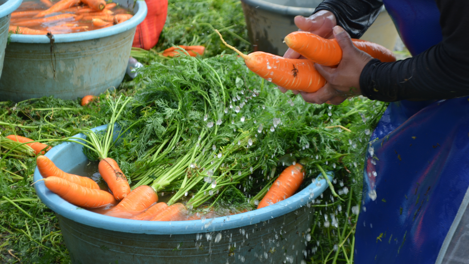 Aplicación de Fertical en cultivo
