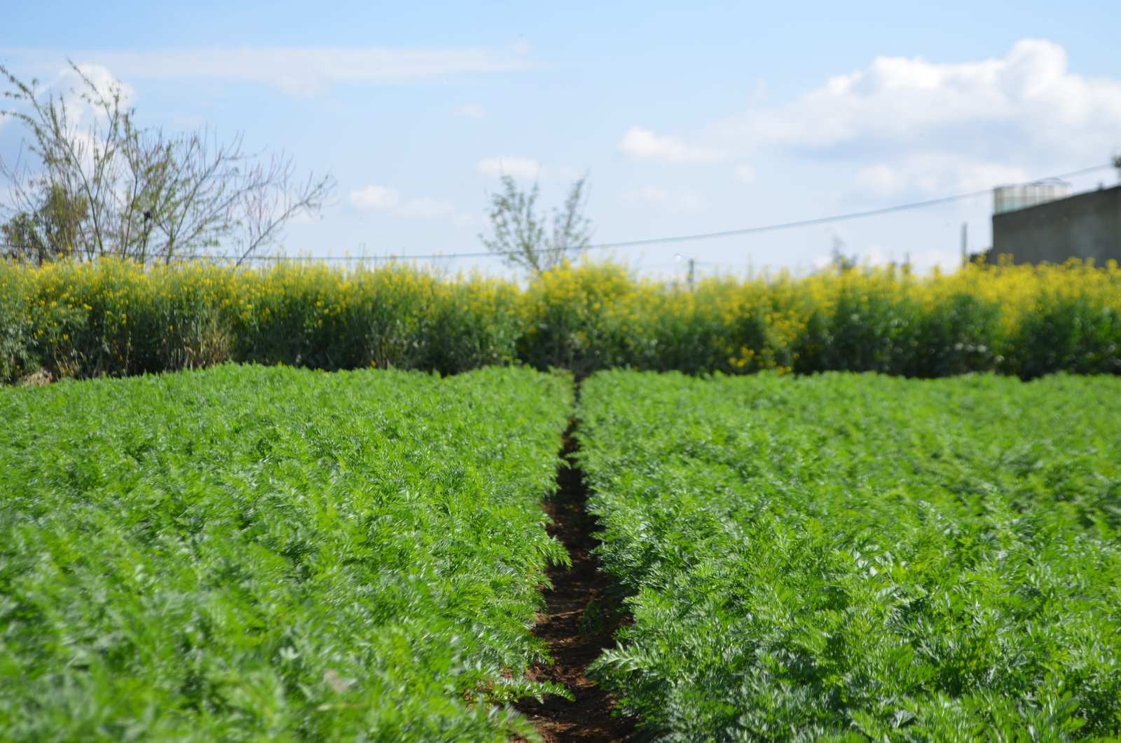 Aplicación de soluciones agrícolas