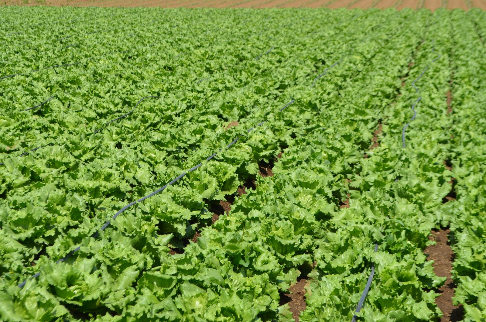 Revisión técnica de cultivo